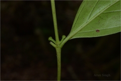Psydrax ficiformis